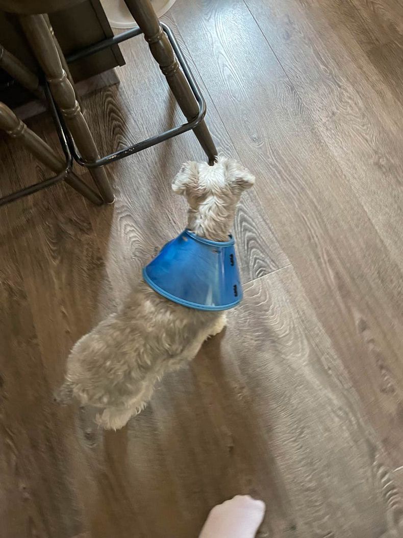 Gewoon een verzameling hilarische foto's #1539