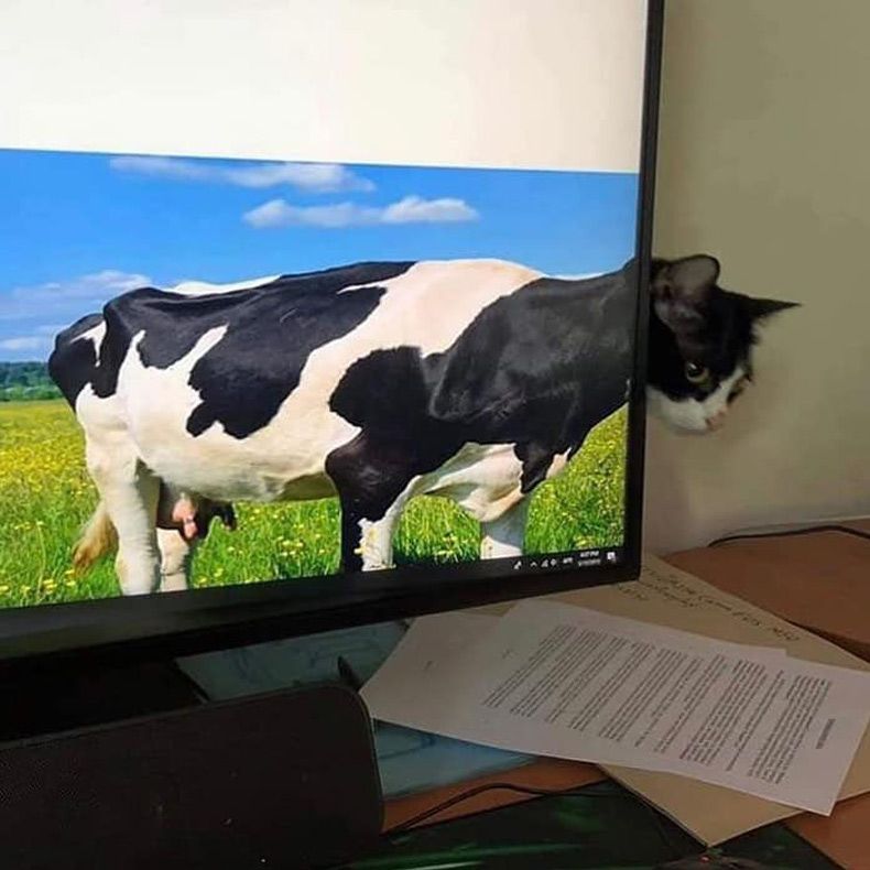 Gewoon een verzameling hilarische foto's #1544