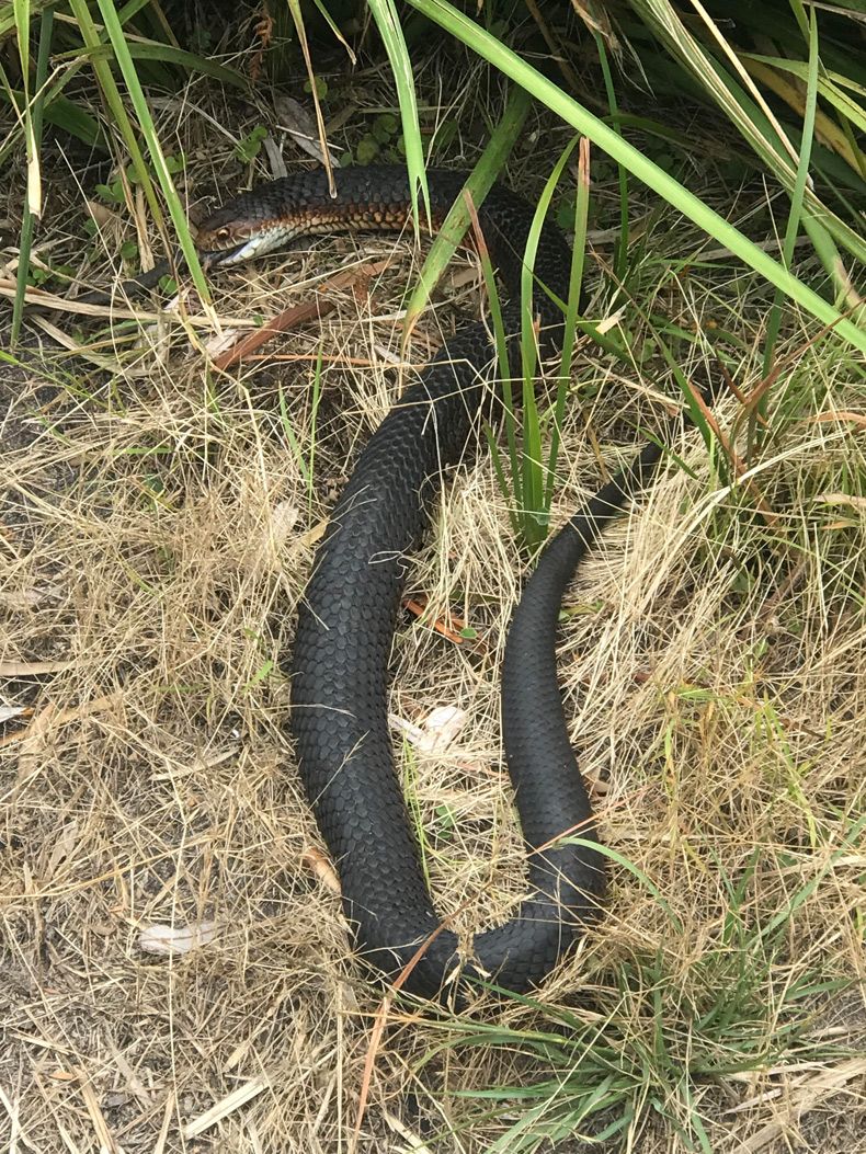 Gewoon een verzameling hilarische foto's #1545