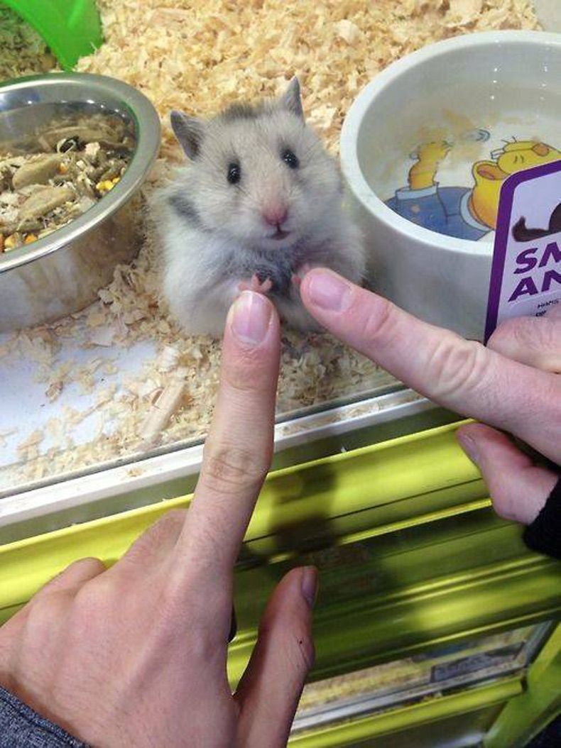 Gewoon een verzameling hilarische foto's #1546