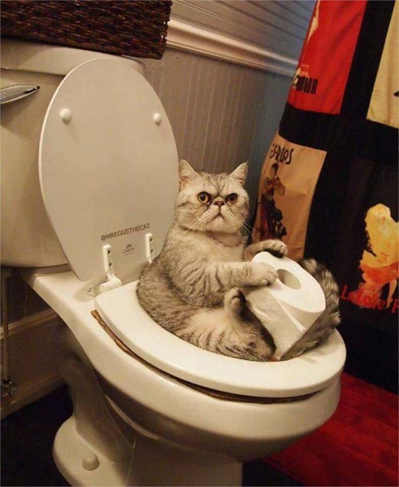 Gewoon een verzameling hilarische foto's #1548