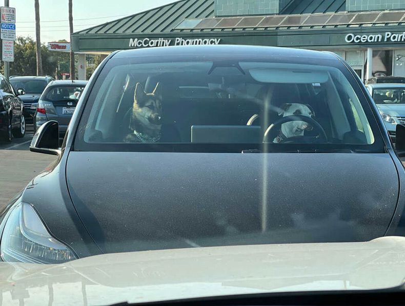 Gewoon een verzameling hilarische foto's #1550