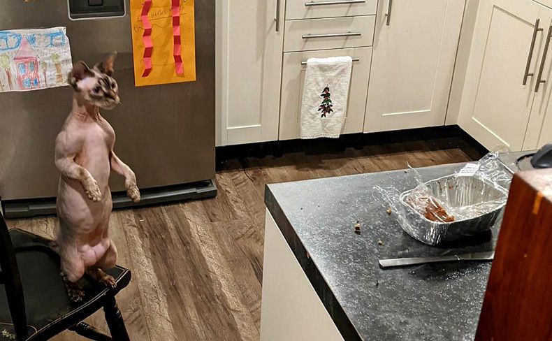 Gewoon een verzameling hilarische foto's #1552