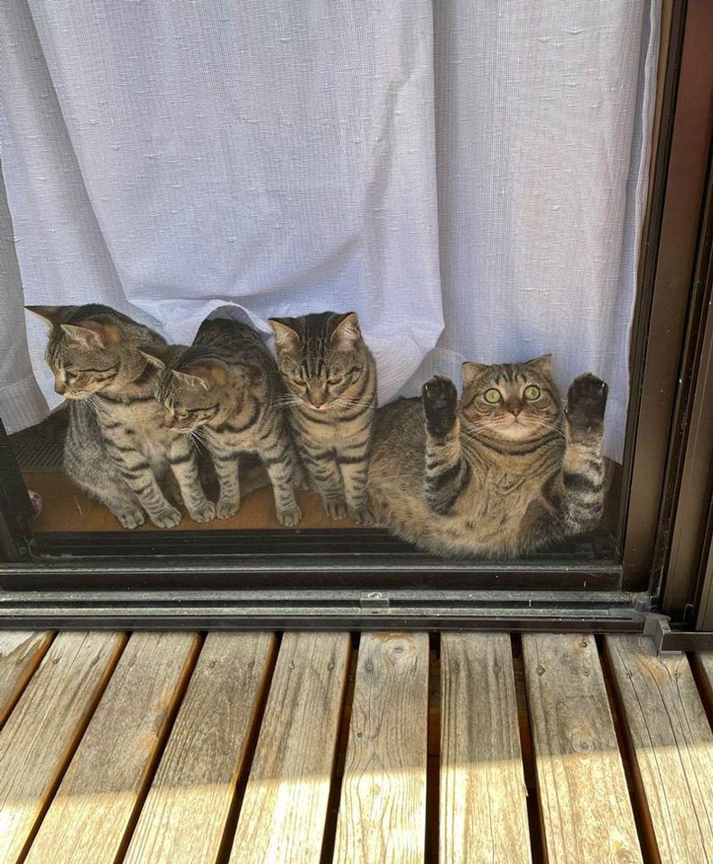 Gewoon een verzameling hilarische foto's #1559
