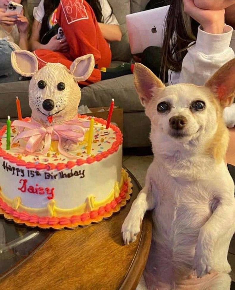 Gewoon een verzameling hilarische foto's #1568