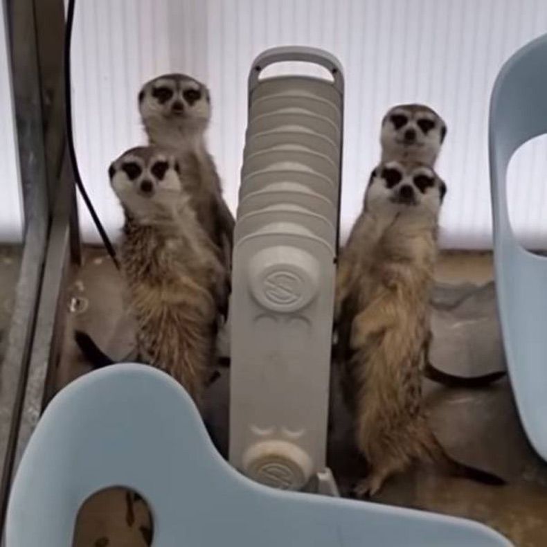 Gewoon een verzameling hilarische foto's #1568