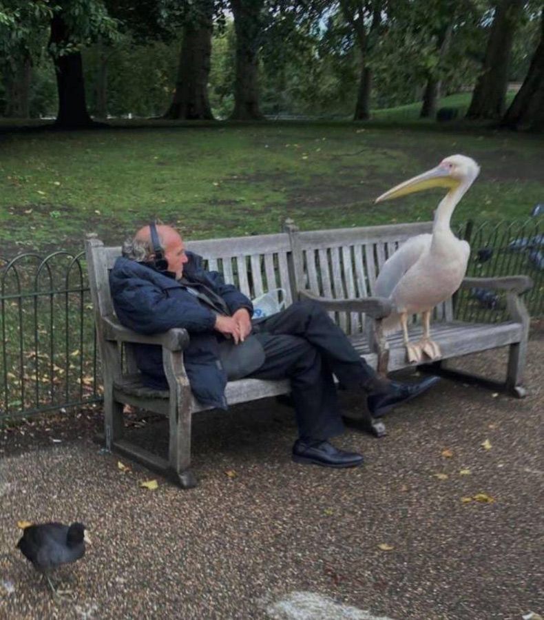 Gewoon een verzameling hilarische foto's #1568