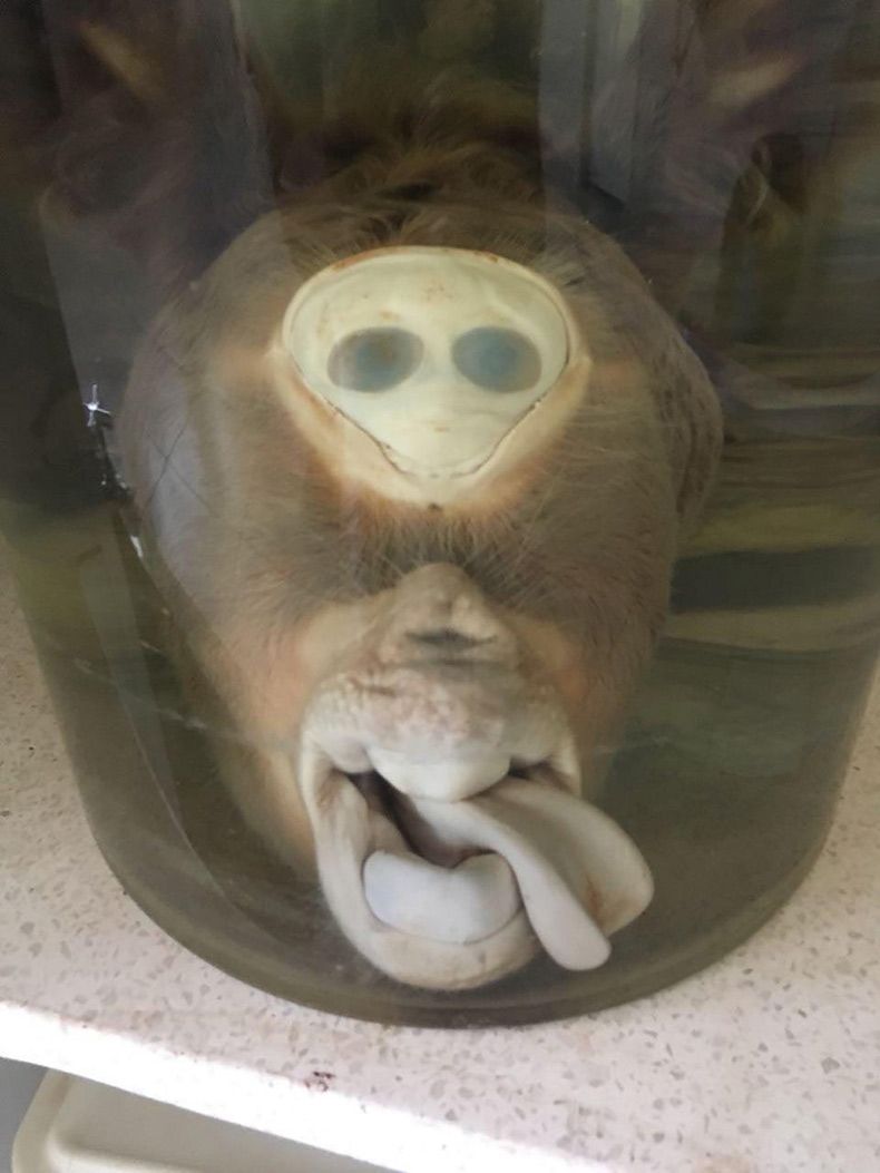 Gewoon een verzameling hilarische foto's #1569