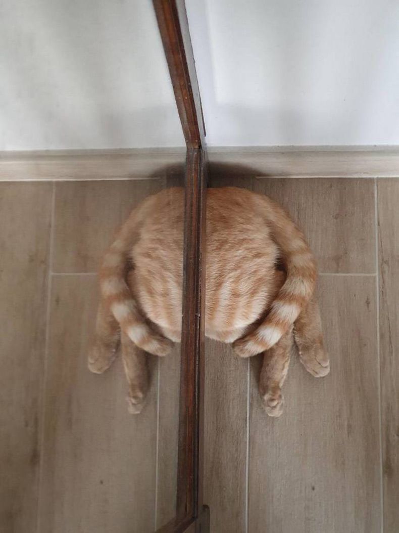 Gewoon een verzameling hilarische foto's #1571