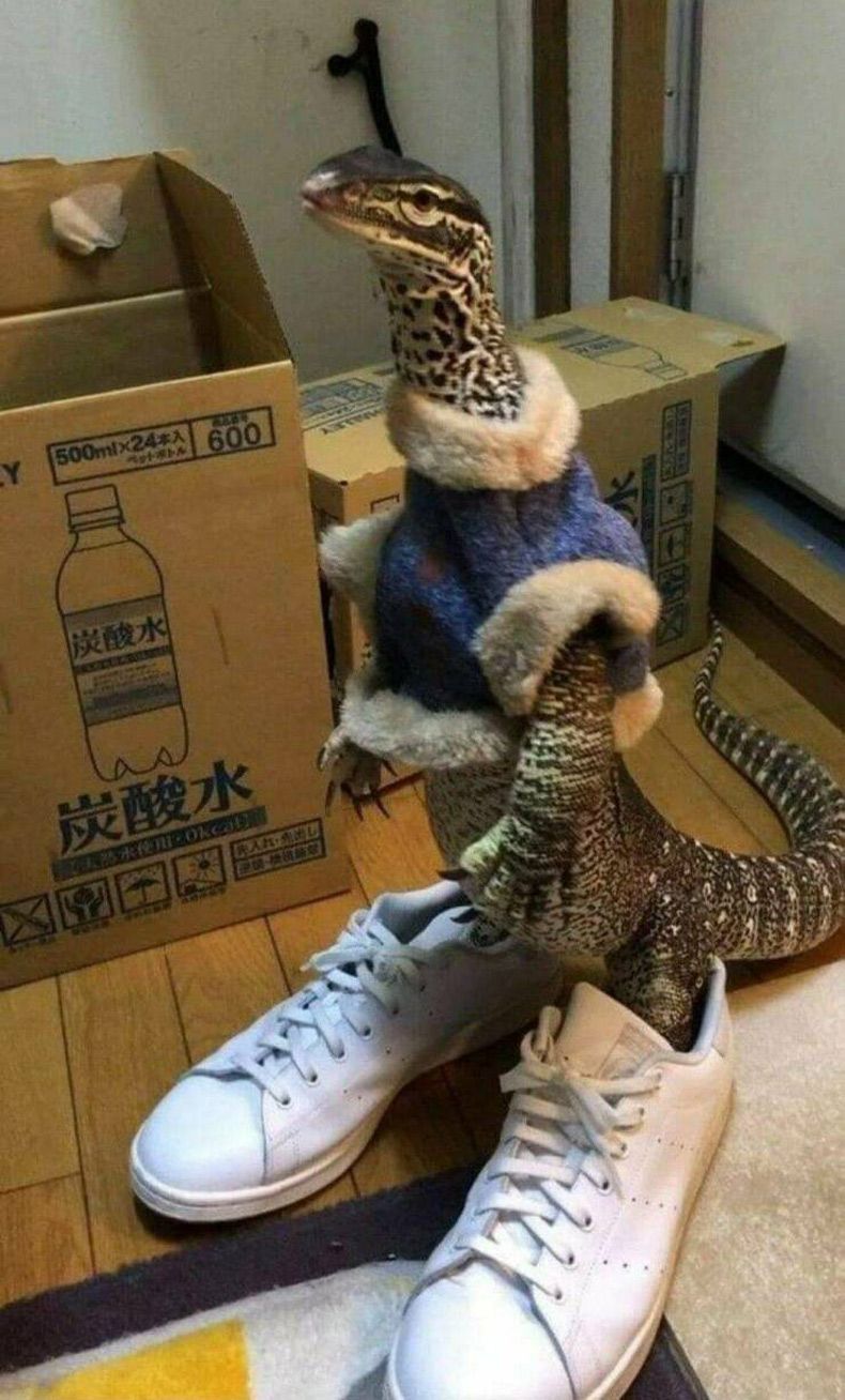 Gewoon een verzameling hilarische foto's #1573