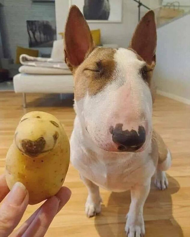 Gewoon een verzameling hilarische foto's #1574