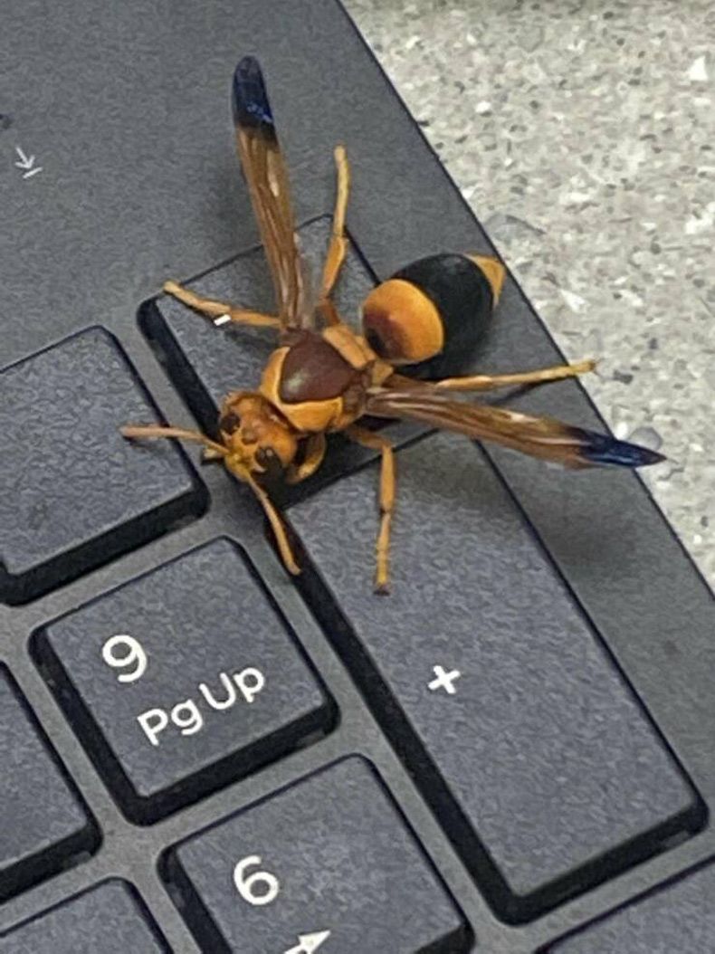 Gewoon een verzameling hilarische foto's #1577