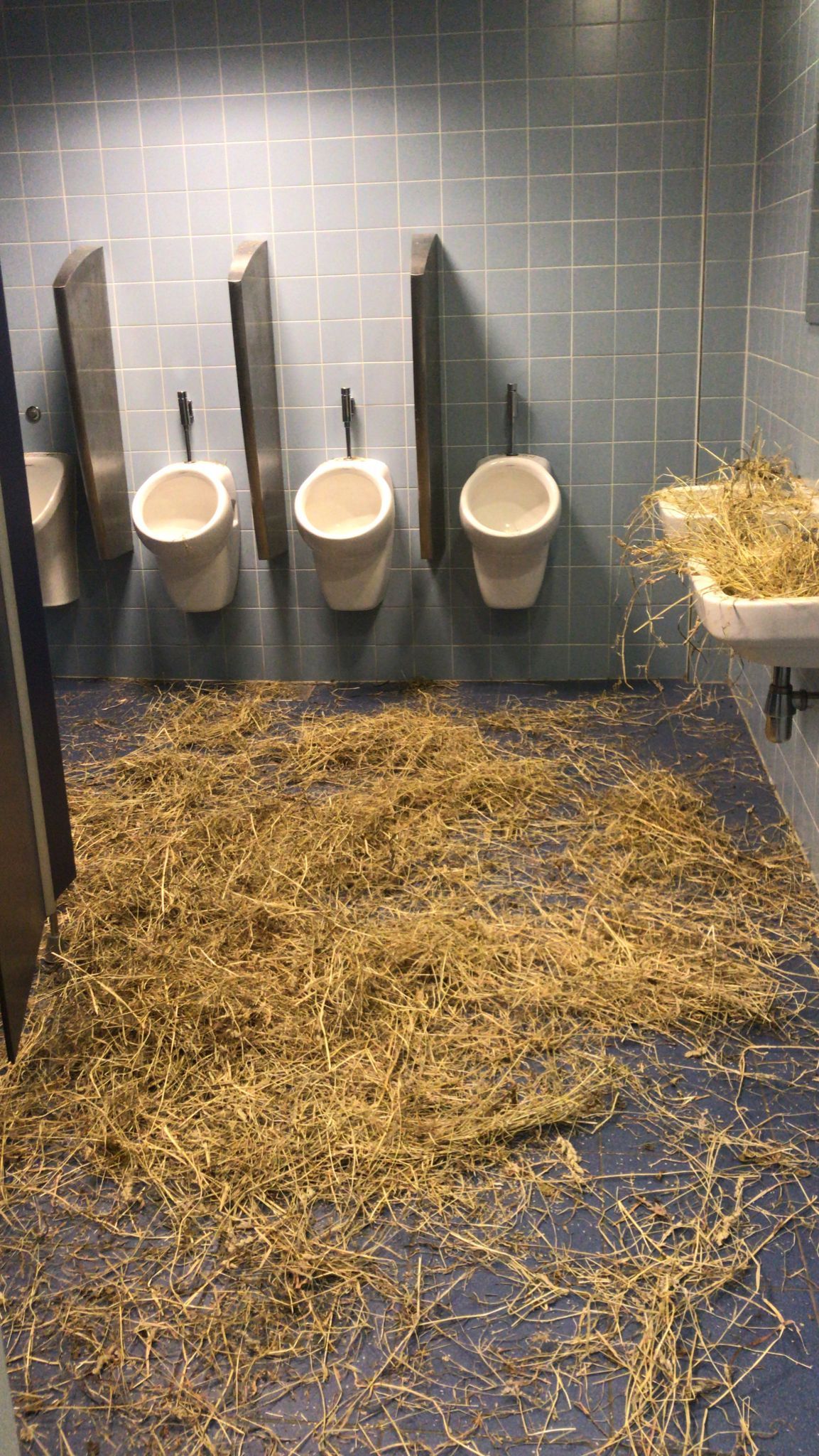 In Oldenzaal is een school omgebouwd tot boerderij voor Examenstunt 2022