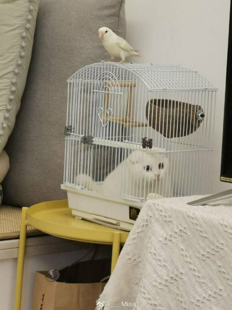 Gewoon een verzameling hilarische foto's #1580