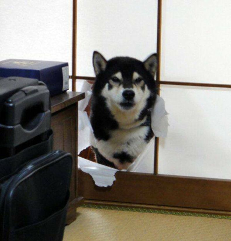 Gewoon een verzameling hilarische foto's #1580