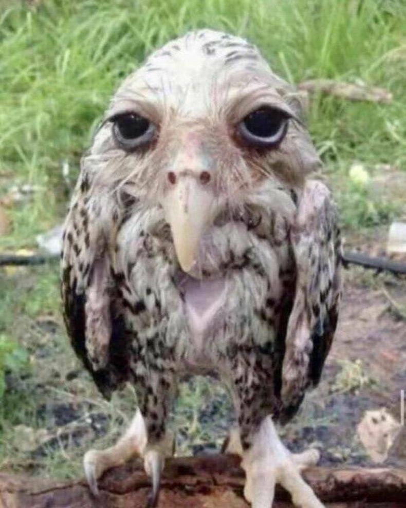 Gewoon een verzameling hilarische foto's #1580