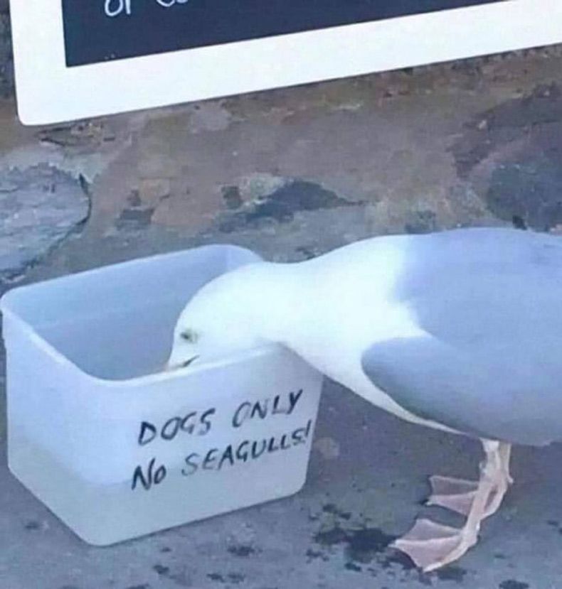 Gewoon een verzameling hilarische foto's #1581