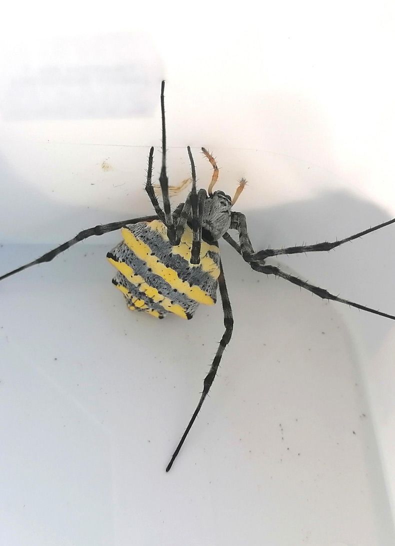 Gewoon een verzameling hilarische foto's #1581