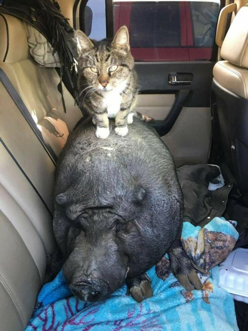 Gewoon een verzameling hilarische foto's #1582