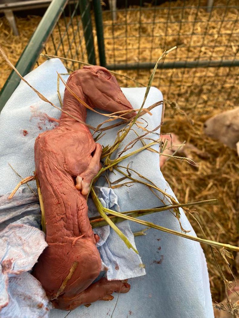 Gewoon een verzameling hilarische foto's #1582