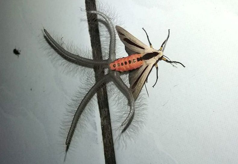 Gewoon een verzameling hilarische foto's #1583