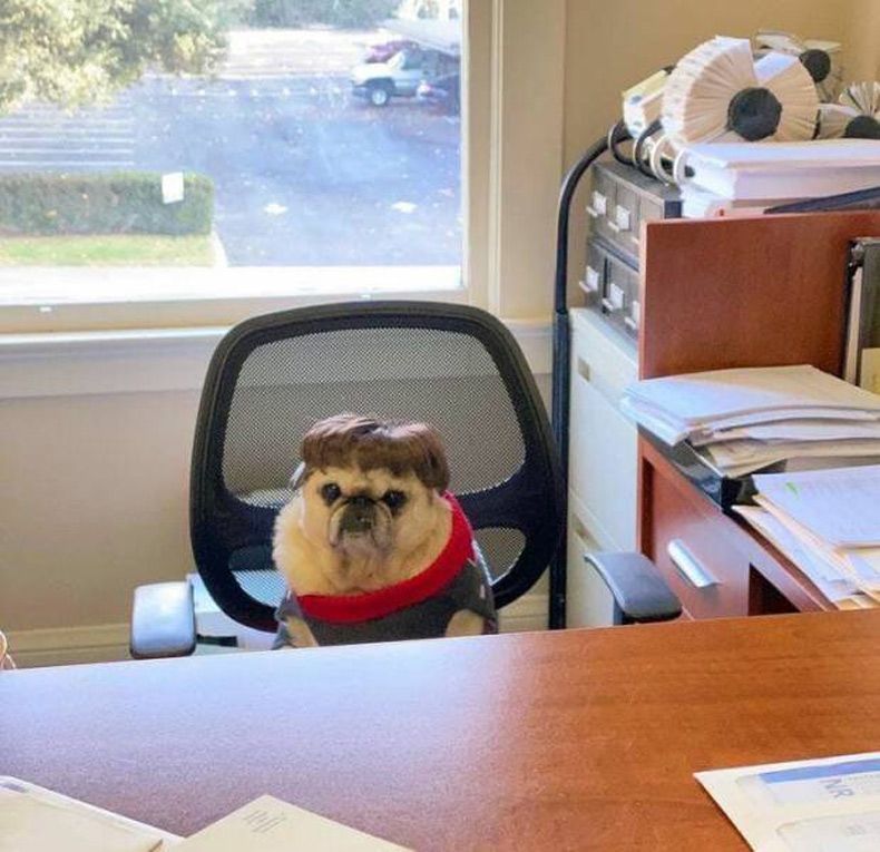 Gewoon een verzameling hilarische foto's #1583