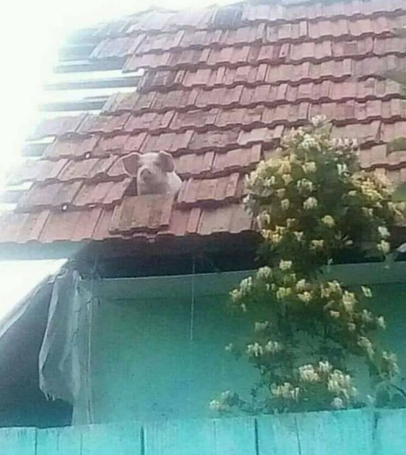 Gewoon een verzameling hilarische foto's #1584