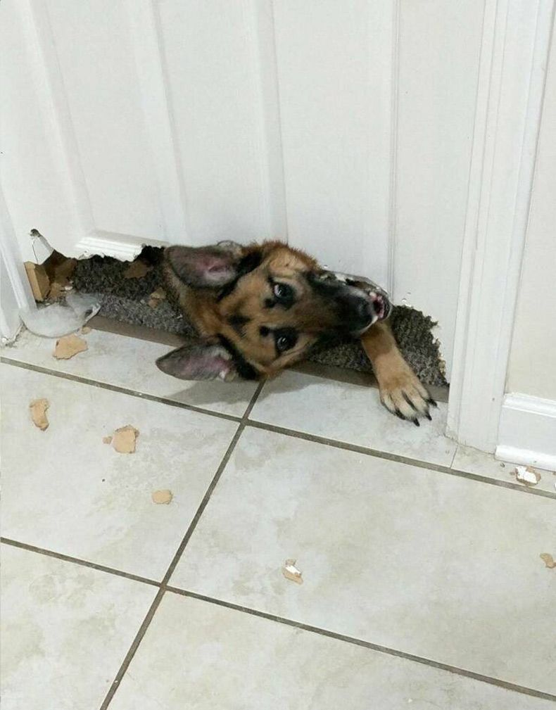 Gewoon een verzameling hilarische foto's #1584