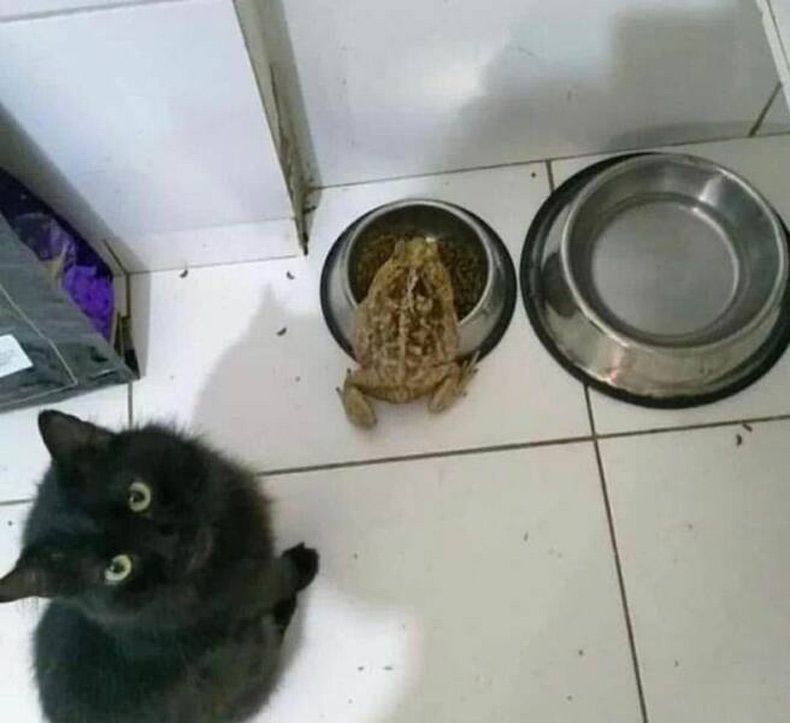 Gewoon een verzameling hilarische foto's #1584