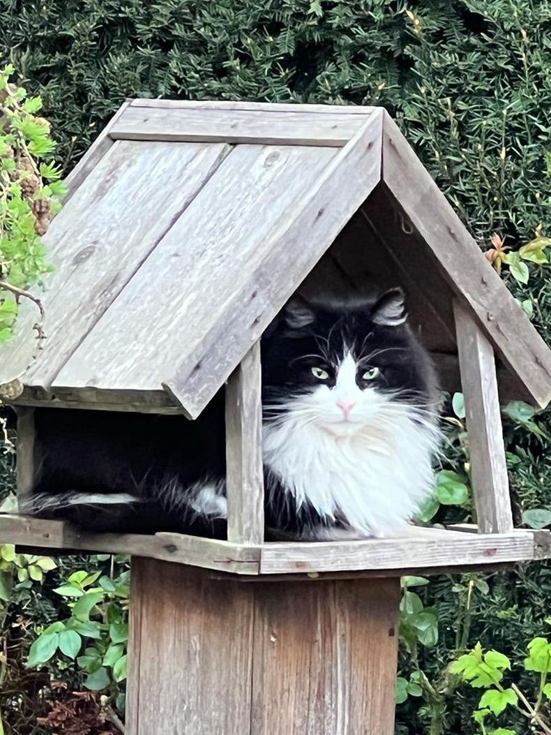 Gewoon een verzameling hilarische foto's #1584