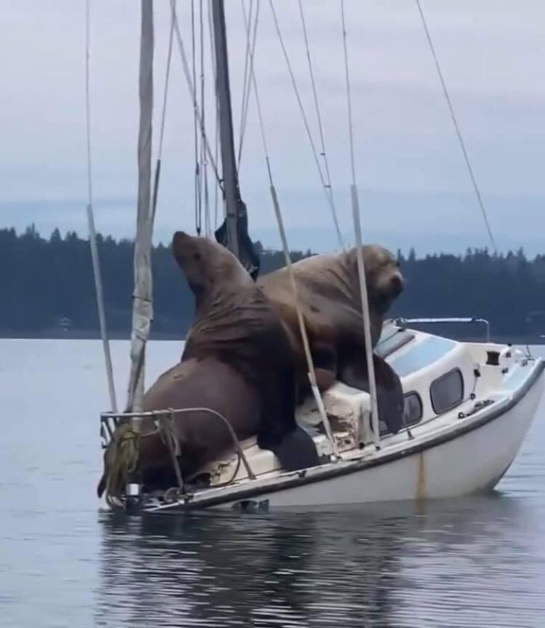 Gewoon een verzameling hilarische foto's #1591