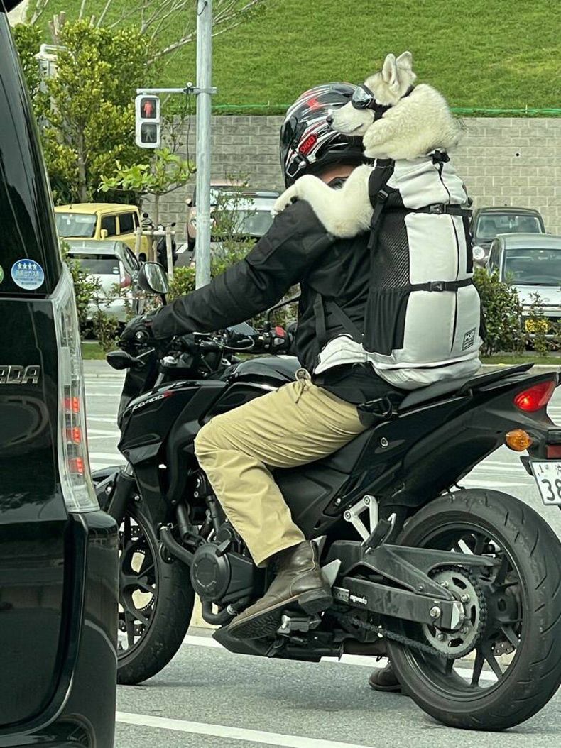 Gewoon een verzameling hilarische foto's #1593