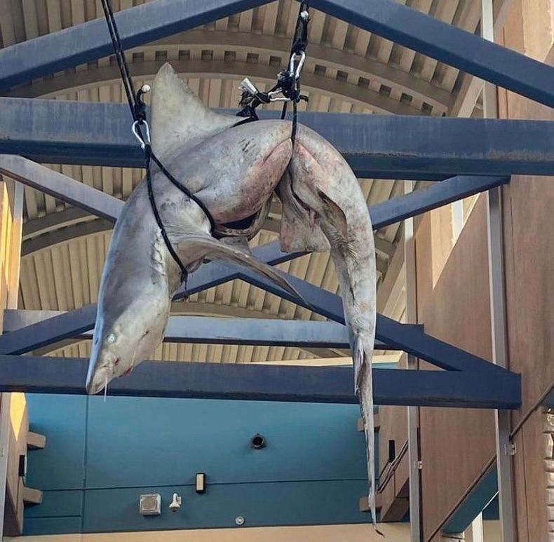 Gewoon een verzameling hilarische foto's #1594