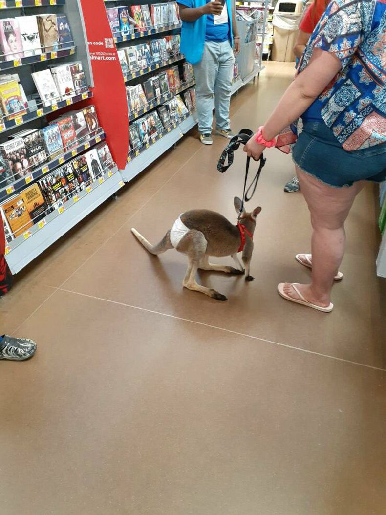 Gewoon een verzameling hilarische foto's #1596