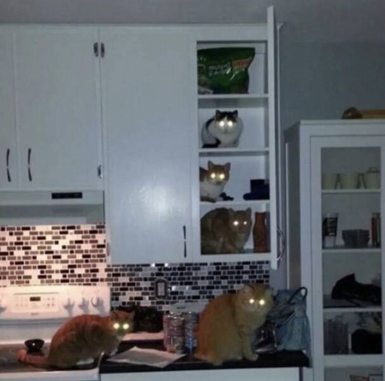 Gewoon een verzameling hilarische foto's #1596