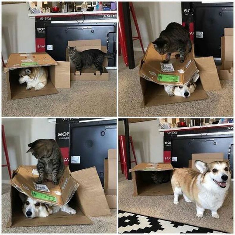 Gewoon een verzameling hilarische foto's #1596