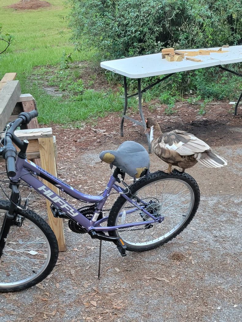 Gewoon een verzameling hilarische foto's #1598