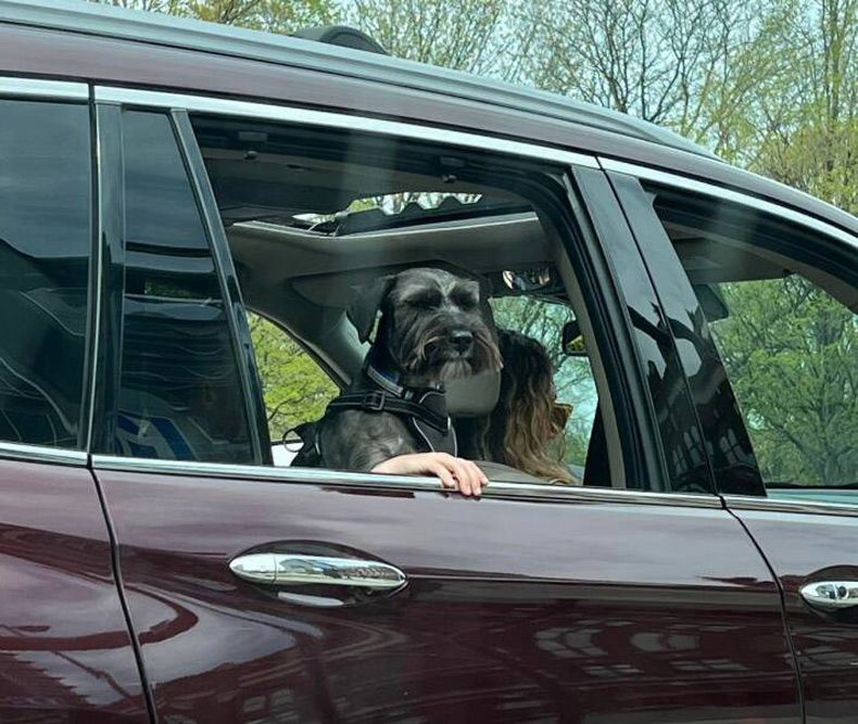 Gewoon een verzameling hilarische foto's #1598