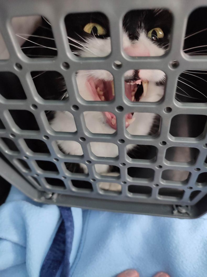 Gewoon een verzameling hilarische foto's #1598