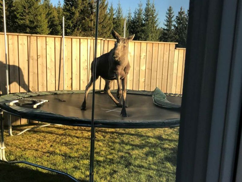 Gewoon een verzameling hilarische foto's #1598