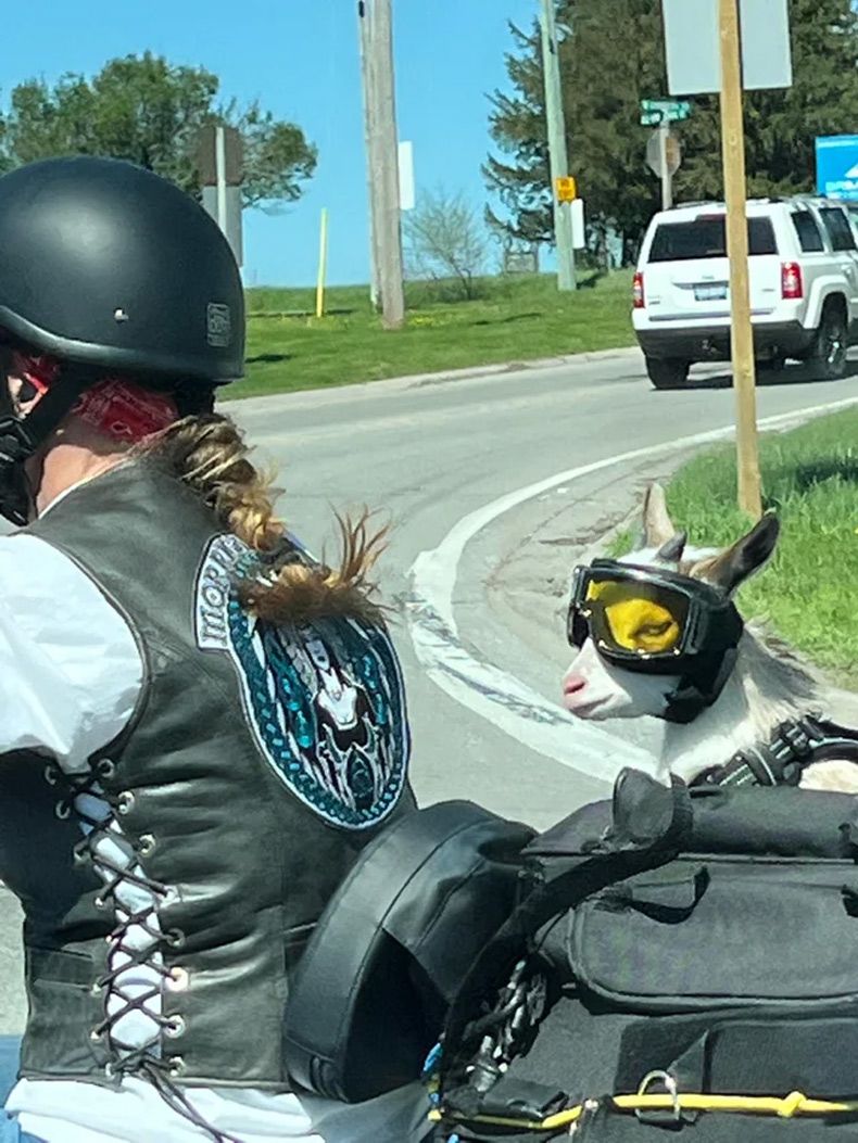 Gewoon een verzameling hilarische foto's #1599