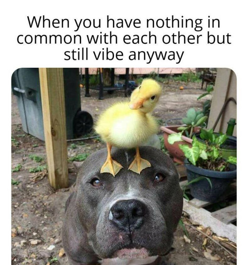 Gewoon een verzameling hilarische foto's #1600