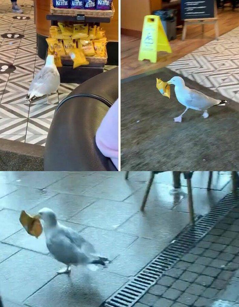 Gewoon een verzameling hilarische foto's #1601