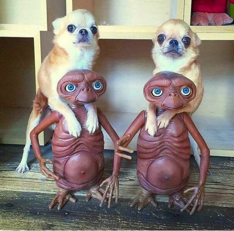 Gewoon een verzameling hilarische foto's #1601