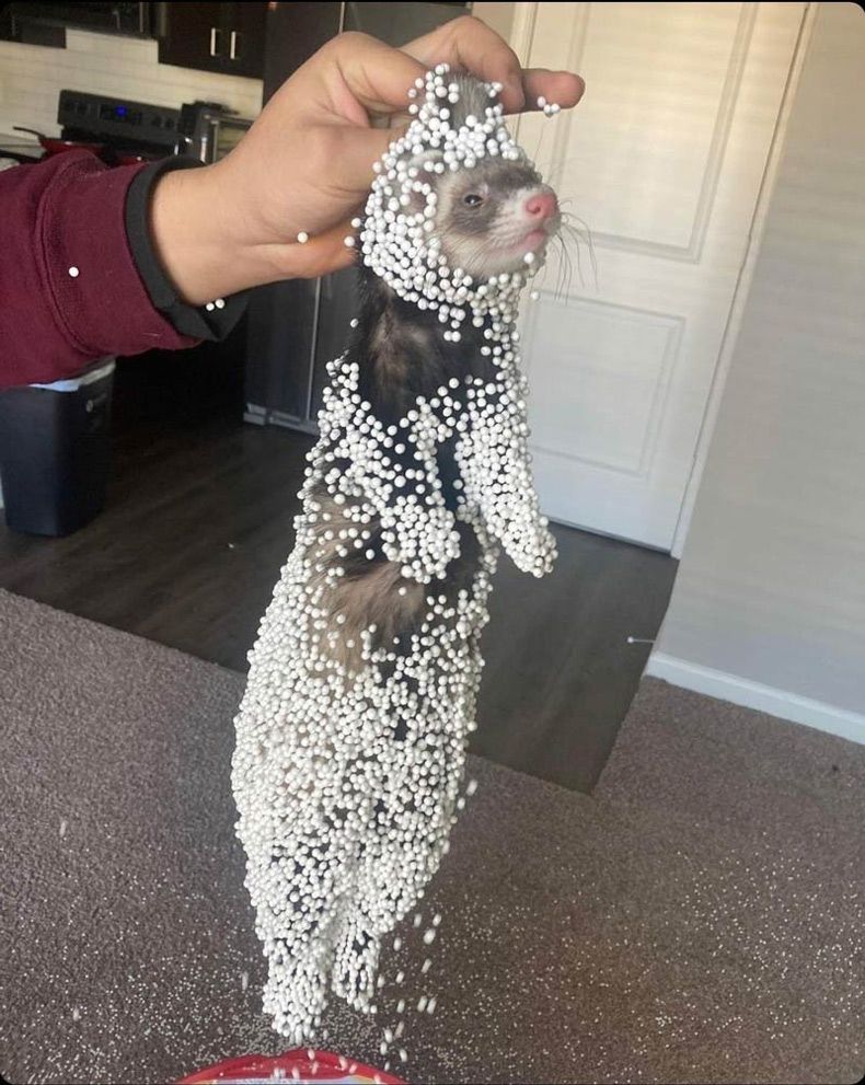 Gewoon een verzameling hilarische foto's #1601