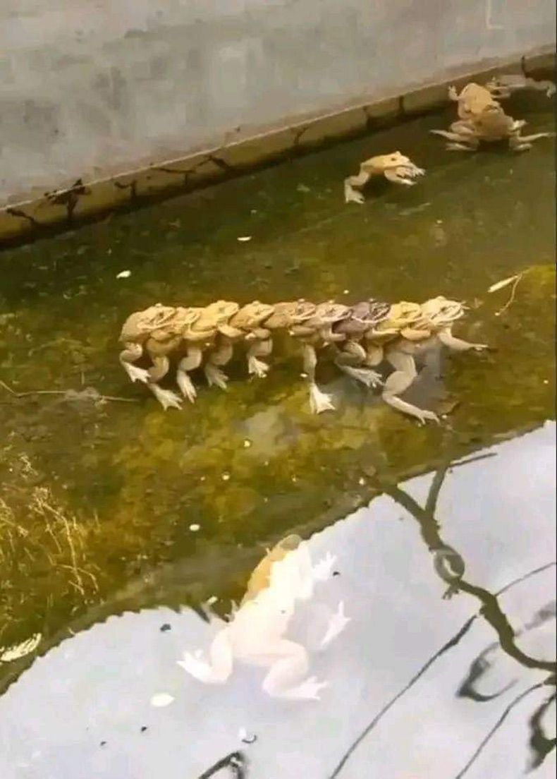 Gewoon een verzameling hilarische foto's #1601