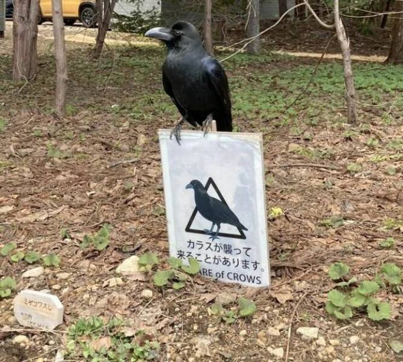 Gewoon een verzameling hilarische foto's #1602