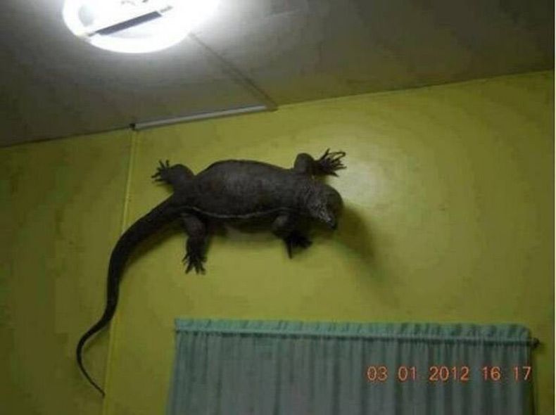 Gewoon een verzameling hilarische foto's #1602