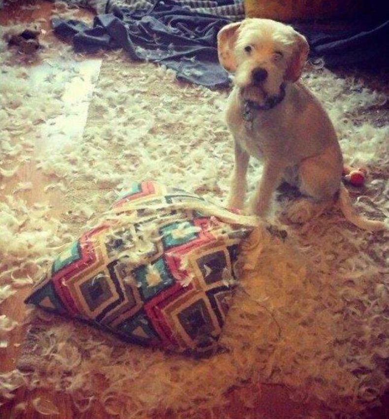 Gewoon een verzameling hilarische foto's #1604