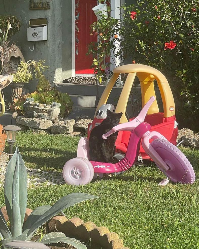 Gewoon een verzameling hilarische foto's #1604